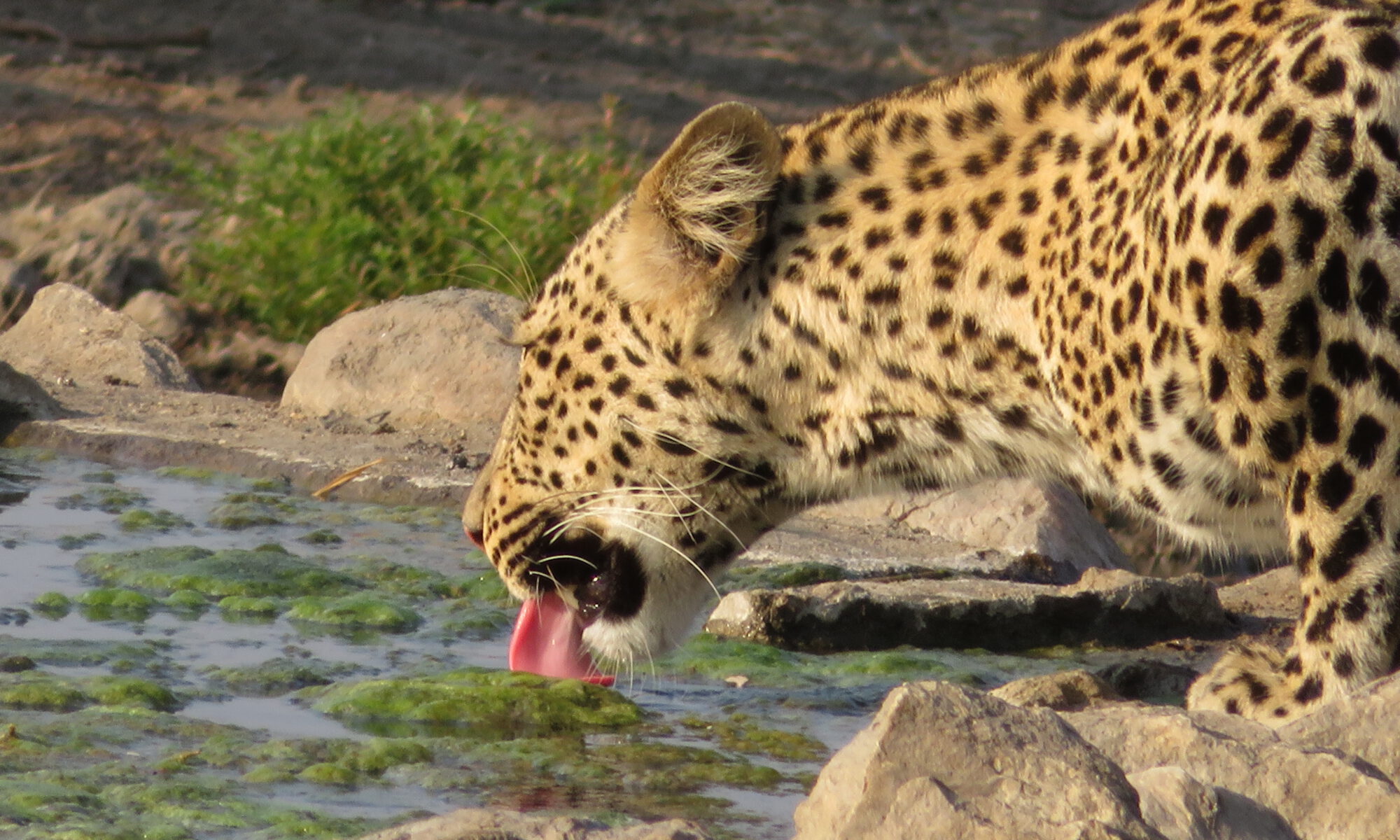 Leopardin an der Wasserstelle